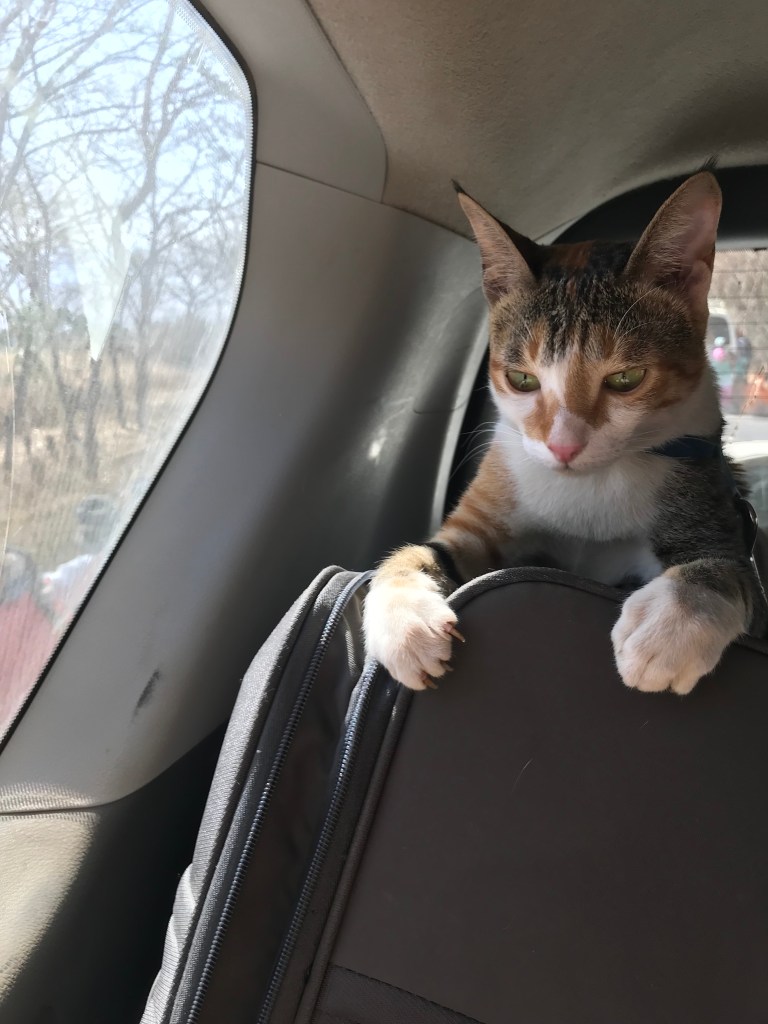 Saffolina in viaggio sulle strade imperiali