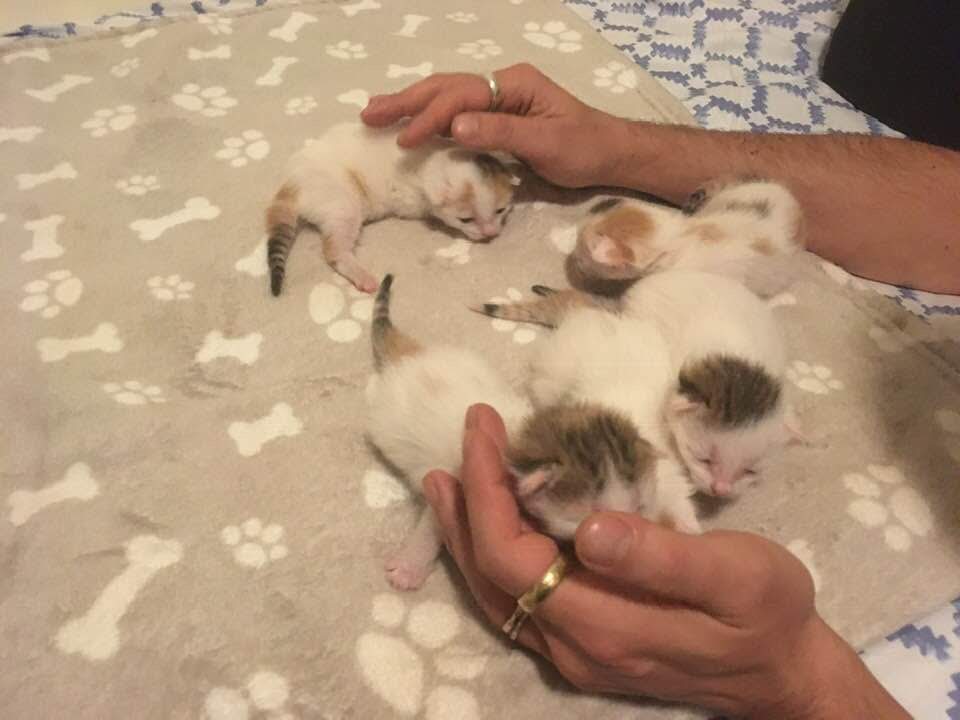 Arya Lia Elmo Macchia Etta