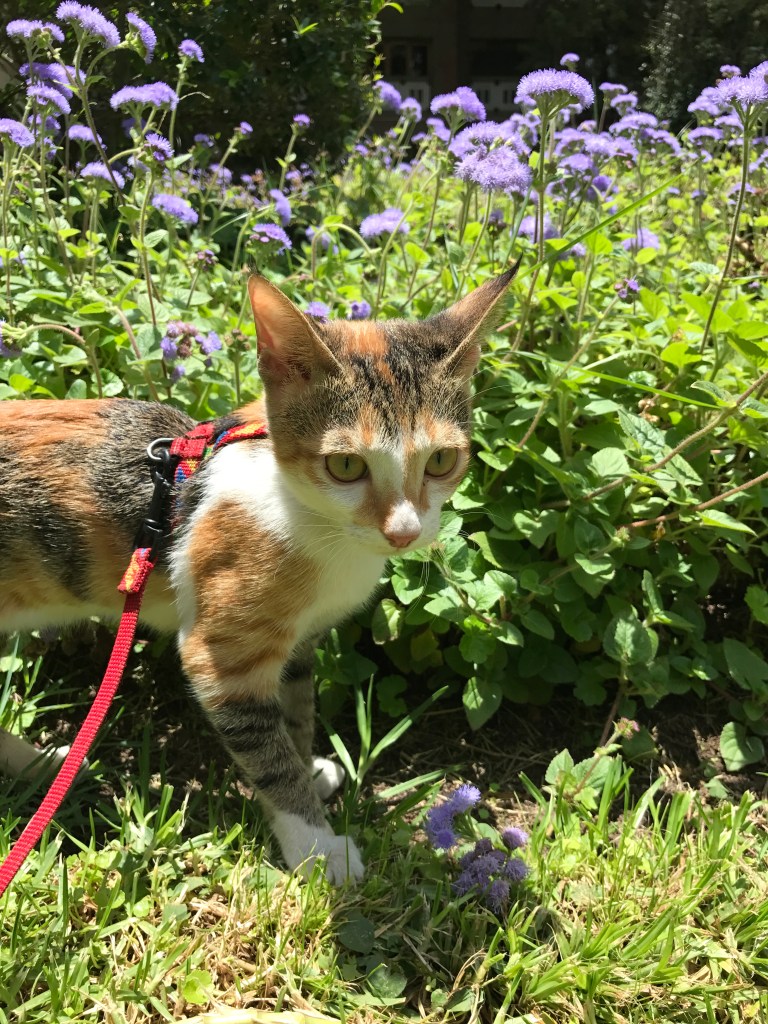 2017 Saffolina all'Hilton