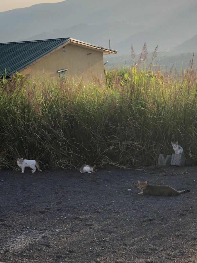 Wallyno 2 + Wallyni 3